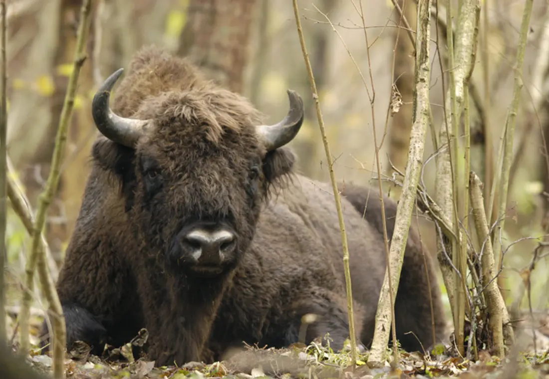 Puszcza Białowieska